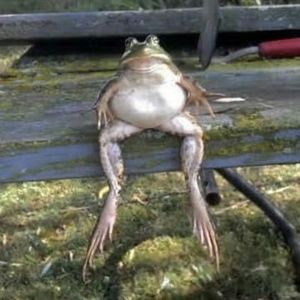 Meet your Posher, Dier